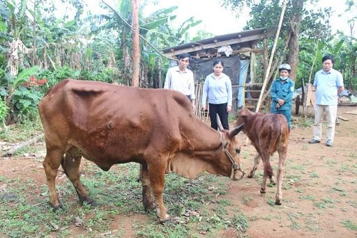 46 xã, phường, thị trấn ở Quảng Trị có trâu bò mắc bệnh viêm da nổi cục