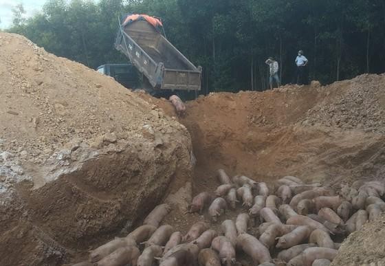 Tiêu hủy gần 1.000 con lợn nhập khẩu bị nhiễm dịch tả lợn châu Phi