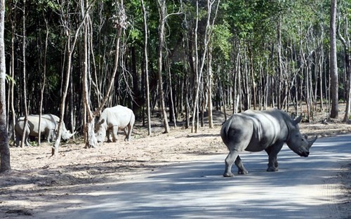 14 cá thể tê giác tại Safari Phú Quốc có nguồn gốc từ một vườn thú trong nước.