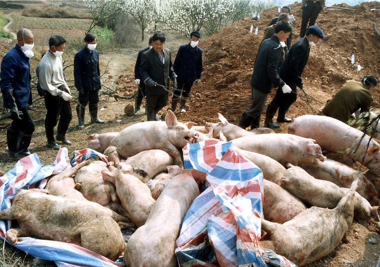 TPHCM không tiếp nhận lợn từ các tỉnh phía Bắc