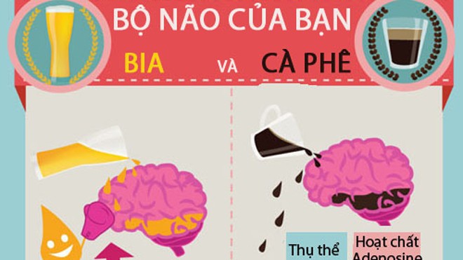 Bia và cà phê tác động tới não như thế nào