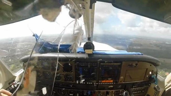 Chim đâm thủng kính máy bay, lao vào mặt phi công
