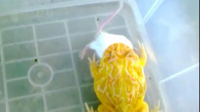 Xem ếch Nam Mỹ nuốt chửng chuột bạch