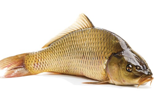 Vảy cá chép dùng chế biến món ăn phù hợp với người mắc ung thư cổ tử cung - Ảnh: Shutterstock