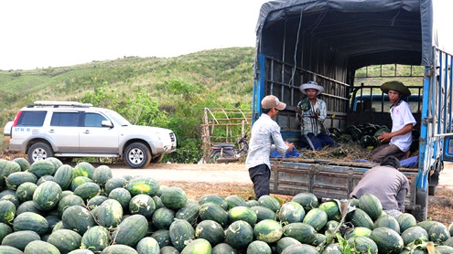 Thương lái thu mua dưa hấu ở các tỉnh miền Trung hiện nay với giá từ 7.000 đồng đến 10.000 đồng. Ảnh:Trí Tín.