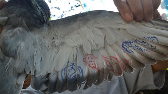 Bắt được chim bồ câu có ký tự 'lạ' ngoài Hoàng Sa 