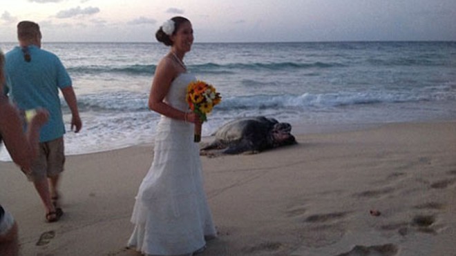 Rùa biển khổng lồ 'tặng trứng' ngay tại lễ cưới