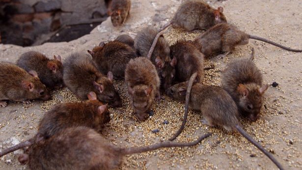 Có lần, người ta còn phát hiện ra 1.000 con chuột trong một khách sạn mà Erika đang ở.