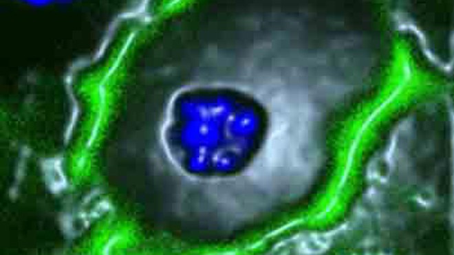 Phân tử GLUT8 ở màng ngoài tế bào gan Ảnh: Science Daily