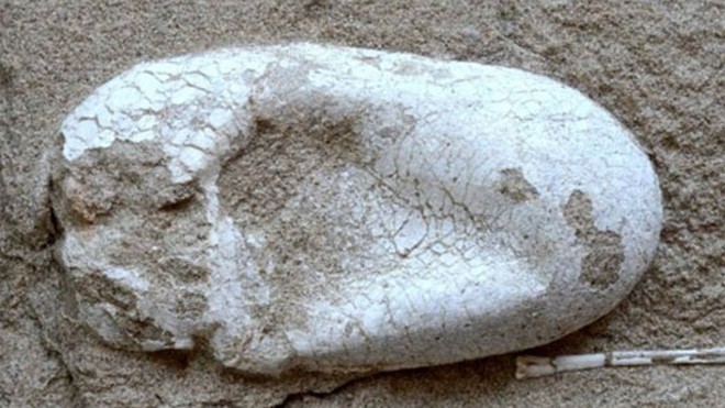 Một quả trứng nguyên vẹn được khai quật ở Tân Cương, Trung Quốc. (Ảnh: Live Science)