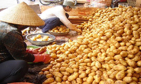 Đà Lạt hiện đứng đầu cả nước về sản xuất khoai tây với diện tích mỗi năm 1.500 ha, sản lượng 35.000 tấn. 