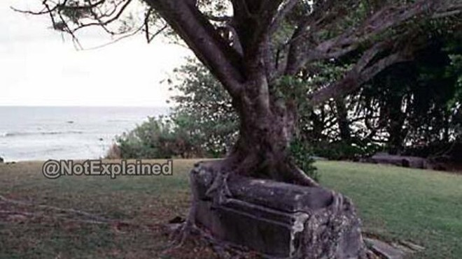 Hình ảnh cây đa bồ đề nuốt chửng lấy ngôi mộ.
