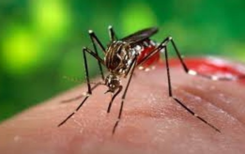 Muỗi bị thu hút bởi CO2, nhiệt... tỏa ra từ da người. 