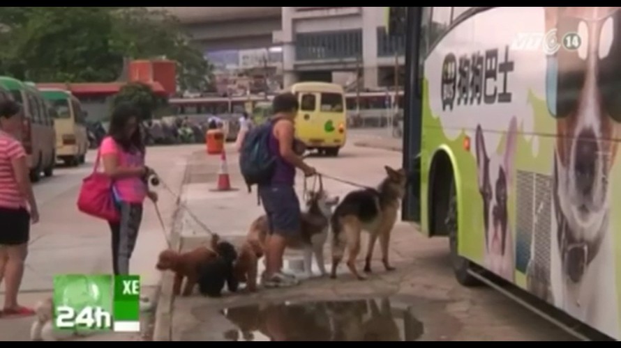 Xe buýt dành phục vụ chó cưng tại Hong Kong