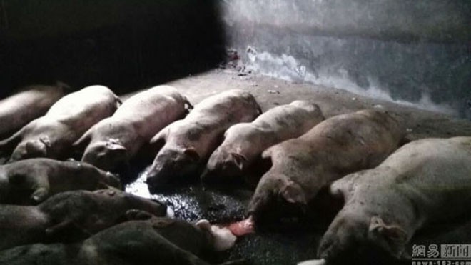 Đàn lợn nhà anh Lu Qingseng bị sét đánh cháy đen. Ảnh: 163