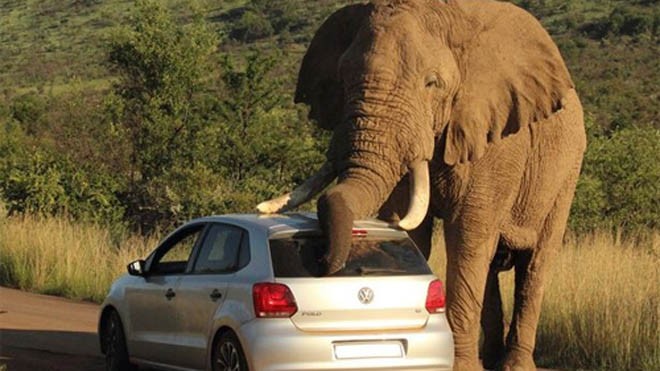 Chiếc xe mini bỗng nhiên bị dừng lại bởi loài thú hoang to lớn.