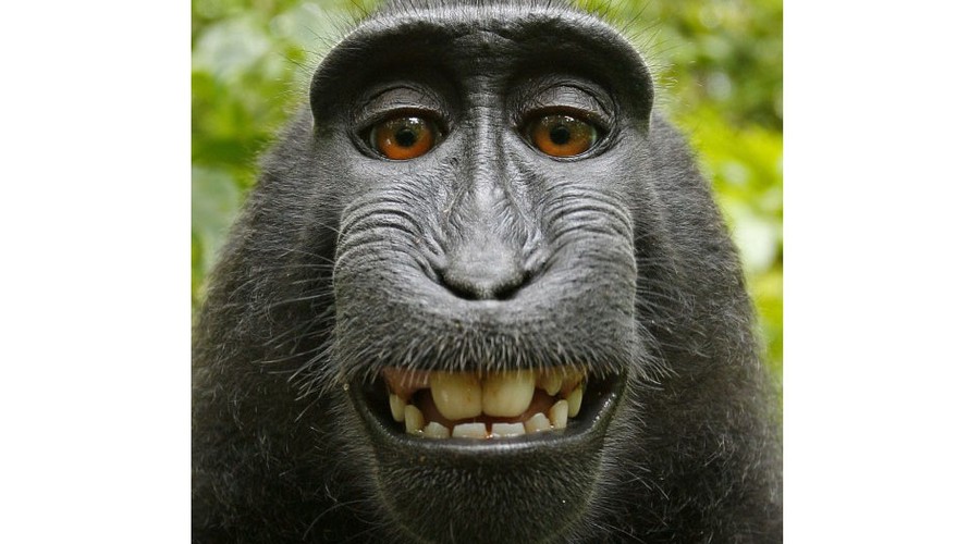 Bức ảnh chú khỉ "tự sướng" được chụp năm 2011 ở Indonesia. 