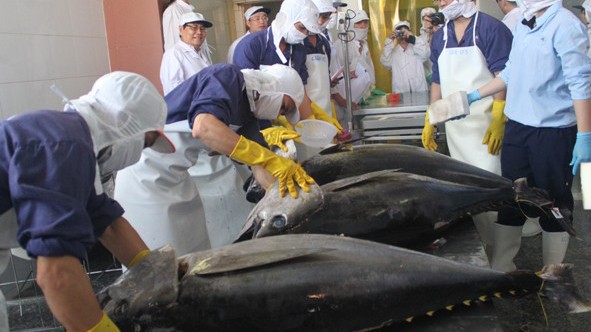 Cá ngừ đại dương ngư dân Việt Nam đánh bắt và xử lý theo thiết bị, công nghệ Nhật Bản, được bán với giá cao nhất là 420.000 đồng/kg tại Nhật. 