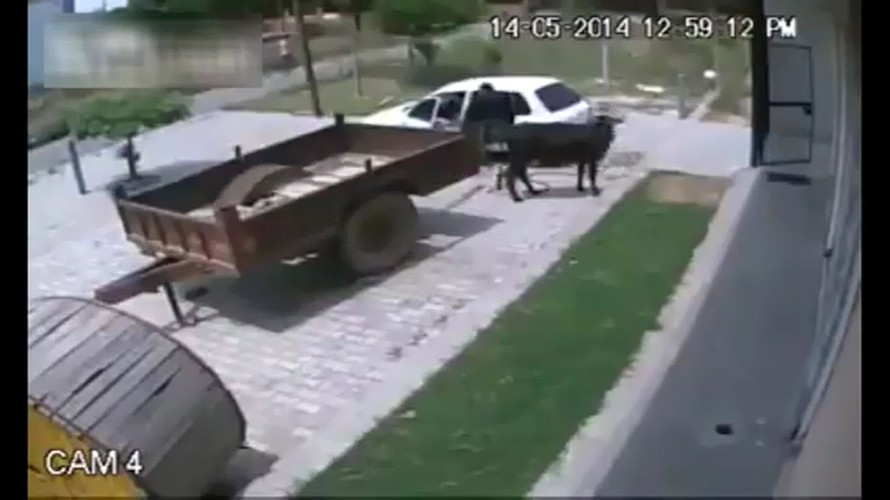 Nhét cả con bò vào xe hơi rồi tẩu thoát