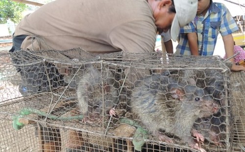 Chuột đồng được coi là đặc sản tại nhiều nước Đông Nam Á. Ảnh: Van Roeun