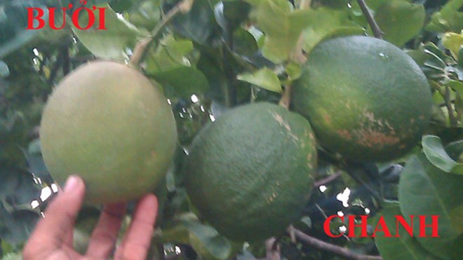 So sánh trái chanh "lạ" với trái bưởi thông thường (bìa trái). Ảnh: Công ty xử lý chất thải rắn Việt Nam cung cấp