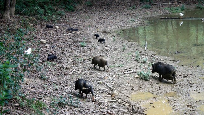 Thịt lợn quê và thịt lợn đen vùng cao nuôi tự nhiên hiện được nhiều người dân thủ đô yêu thích, chọn mua vì chất lượng thơm ngon và an toàn cho sức khỏe. Ảnh: NVCC.