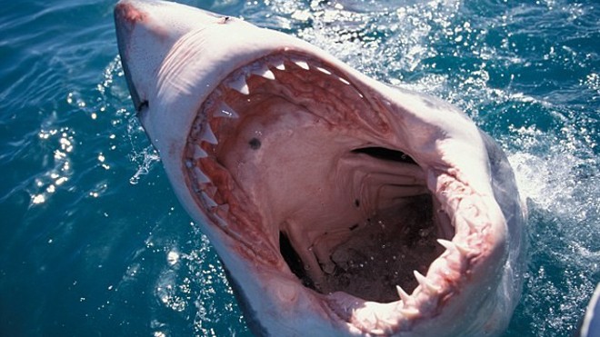 Nam giới chiếm đến 84% số lượng nạn nhân trong những vụ vô tình bị cá mập tấn công. Ảnh: Alamy 
