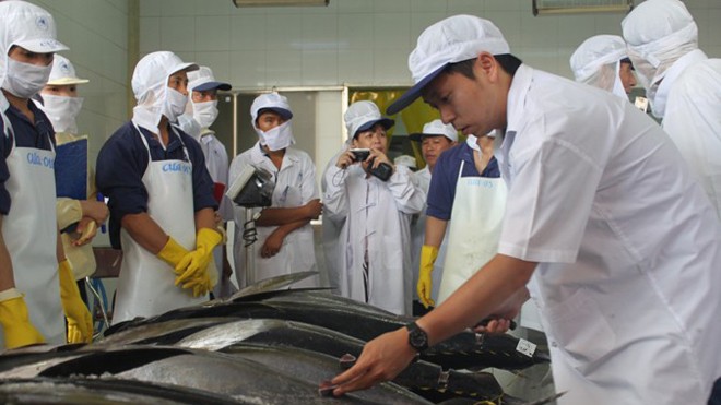 Chuyên gia Nhật Bản kiểm tra chất lượng cá ngừ đại dương được đánh bắt theo công nghệ Nhật 