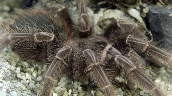 Nhiều con nhện to sẽ xuất hiện ở Vương quốc Anh trong mùa thu tới. Ảnh: Discovery