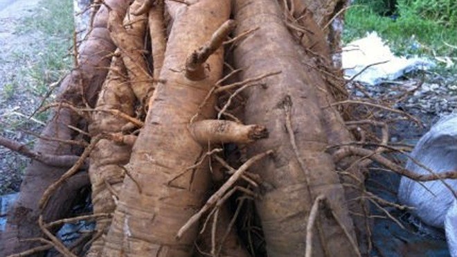 Rễ đinh lăng chất thành đống ven đường, to như bắp tay người lớn, không có đặc điểm để nhận biết. 