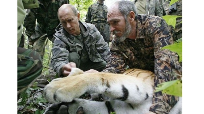 Hồi tháng 5, Tổng thống Nga Putin thả con hổ con 19 tháng tuổi ở vùng Amur. Ảnh: AP