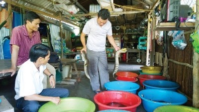 Anh Trần Văn Phi, ấp Kiến Vàng A, xã Việt Thắng, huyện Phú Tân nuôi rắn ri tượng trong thau nhựa cho thu nhập cao.