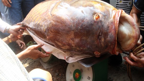 Con cá đặt trên hai bàn cân loại 100 kg. Trọng lượng con cá được xác định 128 kg. Anh Dũng bán được giá 192 triệu đồng.