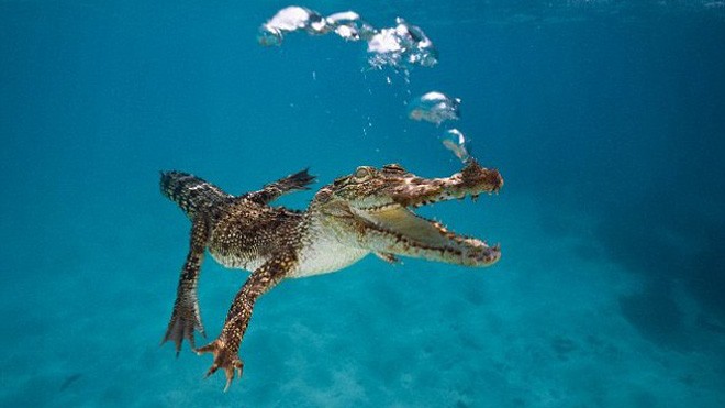 Cá sấu khổng lồ thống trị đại dương, ăn thịt khủng long