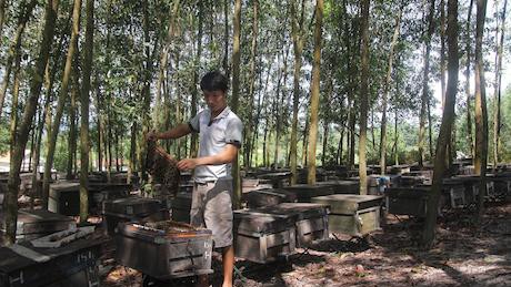 Anh Phùng Quang Tuấn, đang chăm sóc đàn ong của mình tại khu rừng tràm xã Thanh Thịnh, huyện Thanh Chương. 