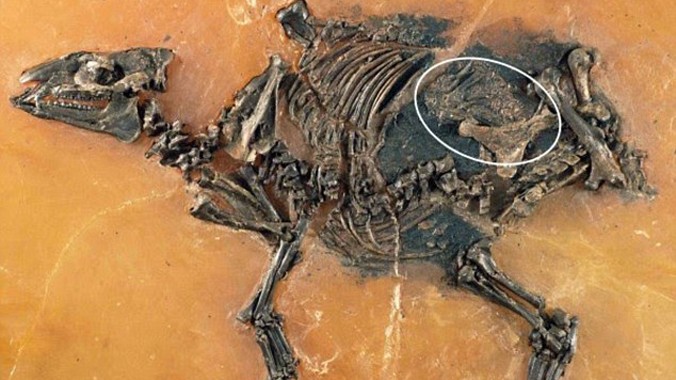 Lạ kỳ hóa thạch ngựa cổ đại với bào thai nguyên vẹn