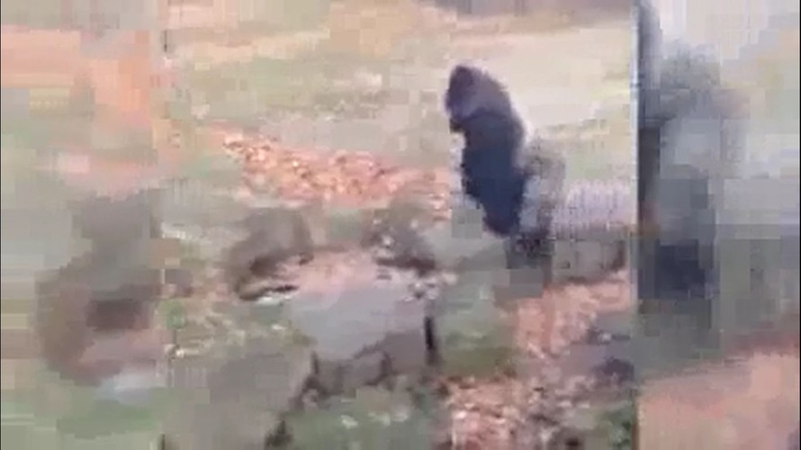 Khỉ đột ném đá khách quay phim