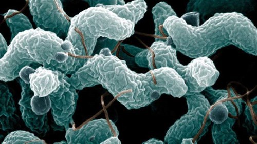  Campylobacter sống trong ruột của các loài động vật.