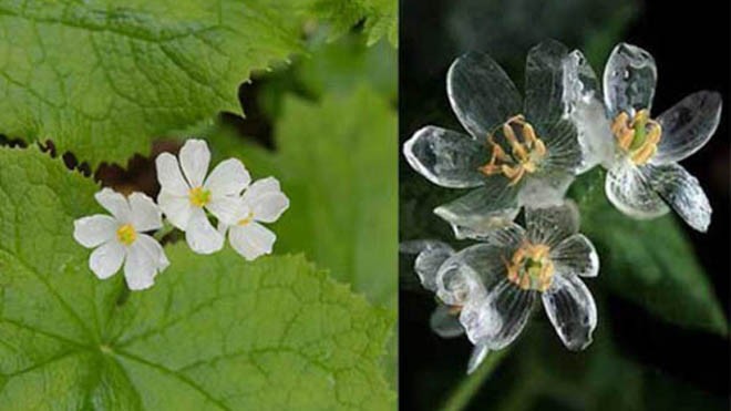 Cánh hoa màu trắng trong điều kiện bình thường (trái) và dạng trong suốt khi tiếp xúc với nước mưa. Ảnh: Interflora
