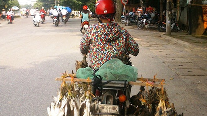 Chim trời được chở đầy xe rao bán trên đường phố Thanh Hóa