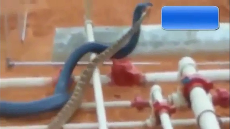Xôn xao rắn xanh phùng miệng nuốt rắn đuôi chuông