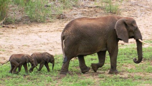 Voi mẹ Curve và hai con voi sinh đôi. Ảnh: Pongola Game Reserve/Facebook