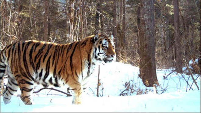 Một con hổ Siberia. Ảnh minh họa: Siberian Times