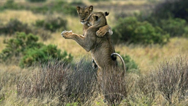 Hai con sư tử chụm tay vào nhau và di chuyển nhịp nhàng. Ảnh: Caters