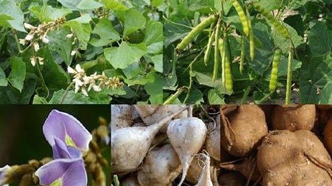 Ít ai biết cây củ đậu có hạt chứa chất độc được chế biến thành thuốc chữa ghẻ hoặc thuốc trừ sâu. Ảnh minh họa