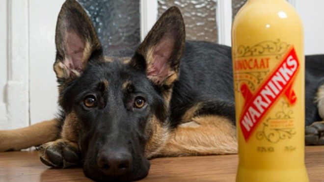 "Cô chó" suýt mất mạng vì uống rượu