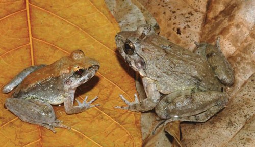 Con đực (trái) và con cái thuộc loài ếch Limnonectes larvaepartus mới được phát hiện ở đảo Sulawesi, Indonesia. Ảnh: Reuters