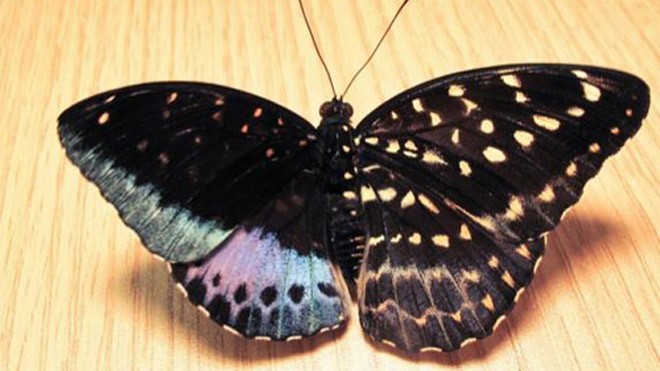 Con bướm có đặc điểm của cả giống đực và giống cái, với hai nửa khác biệt. Ảnh: ANSP