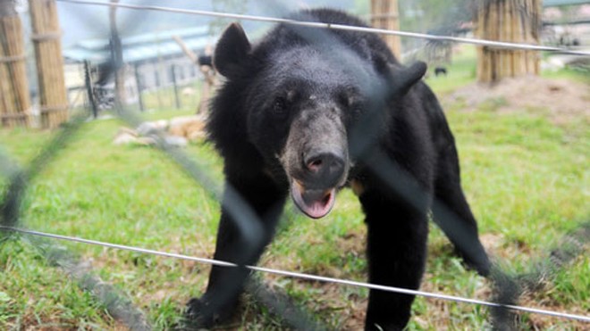Gấu được chăm sóc tại Trung tâm Cứu hộ Gấu Việt Nam tại Vườn quốc gia Tam Đảo (Vĩnh Phúc). Ảnh: Giang Huy.