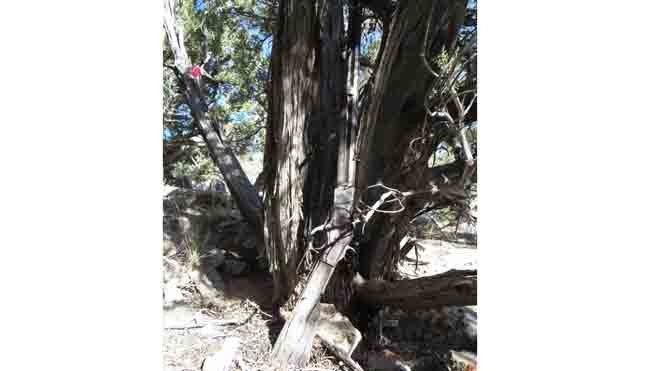 Khẩu súng dựa vào gốc cây bách tại vườn quốc gia Great Basin, Mỹ. Ảnh: Washington Post